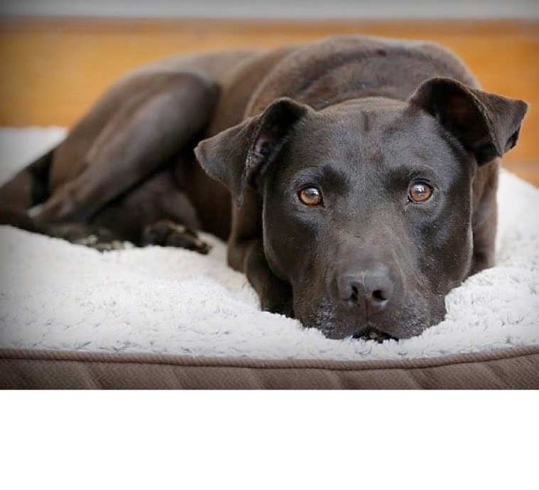 Partners in Animal Care